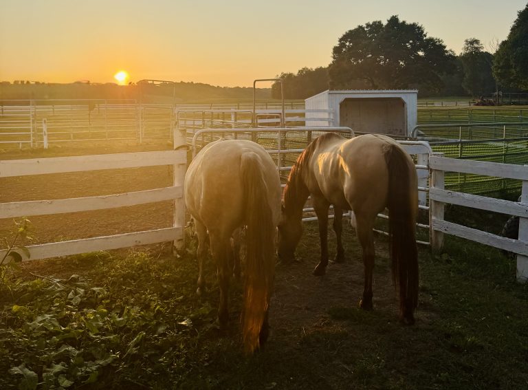 sunset + horses